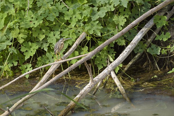 Striated heron