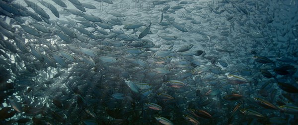 A large school of Yellowstripe Scad