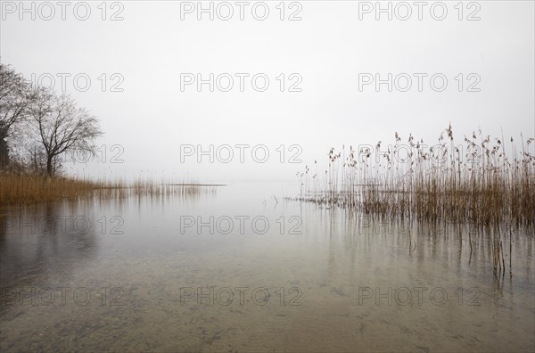 Reed belt on the shore in the morning mist