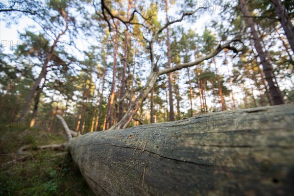 Lying deadwood in the National Park