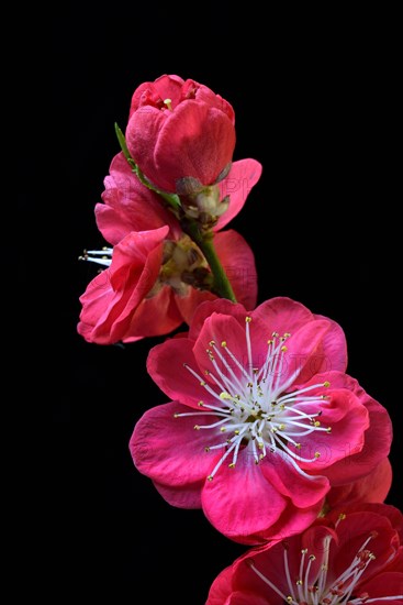 Blossoms of the Japanese peach tree