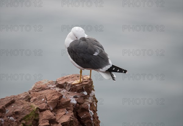 Lesser black-backed gull