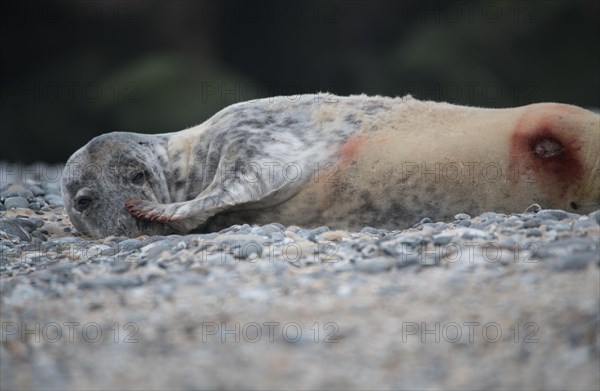 Grey seal