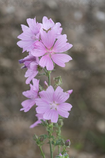 Greater musk-mallow