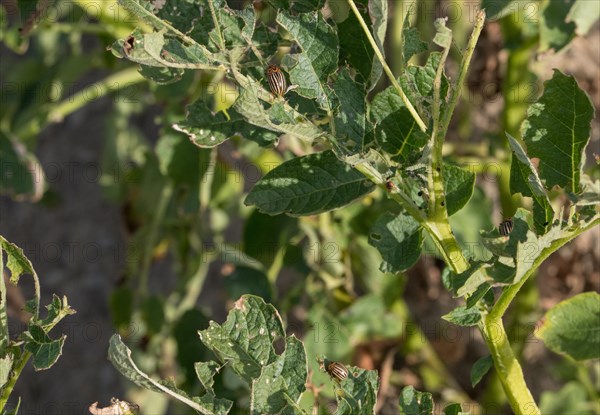 Colorado potato beetle