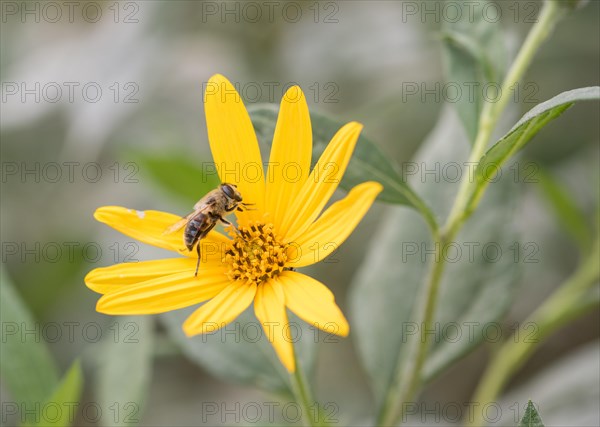 Jerusalem artichoke