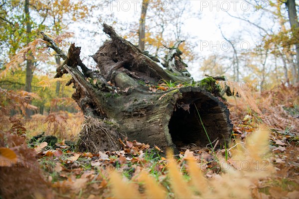 Deadwood structure in Diesfordt forest