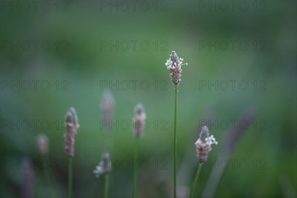 Ribwort plantain