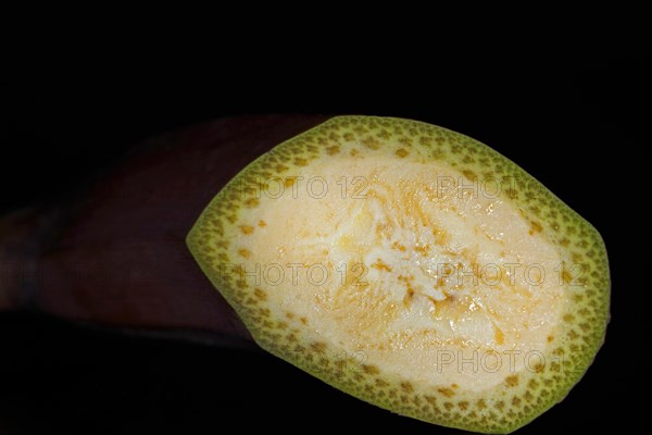 Gating of a red banana