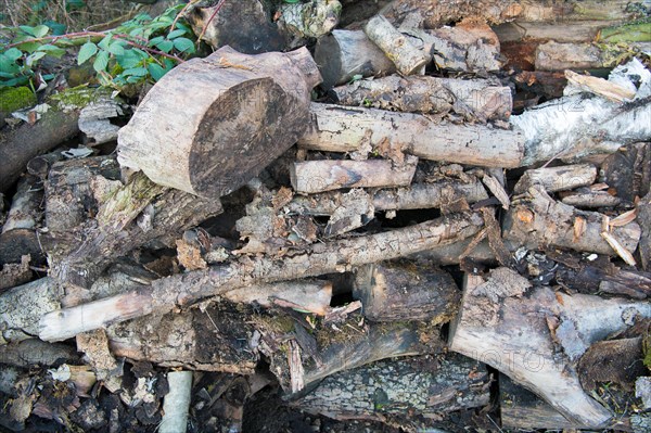 Deadwood piles as natural insect nesting aid