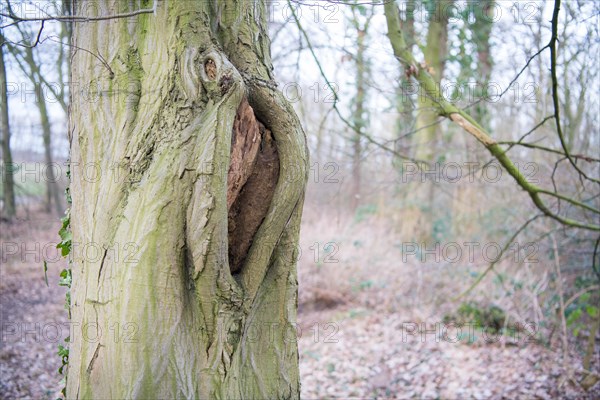 Mulm cavity in old tree