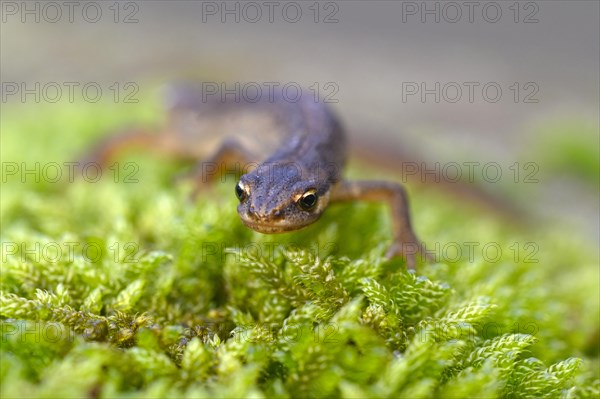 Common newt