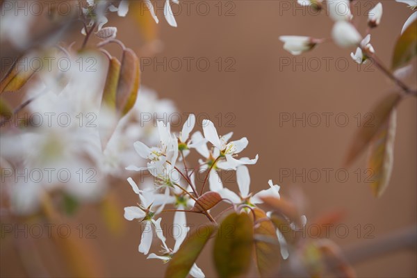 Snowy mespilus