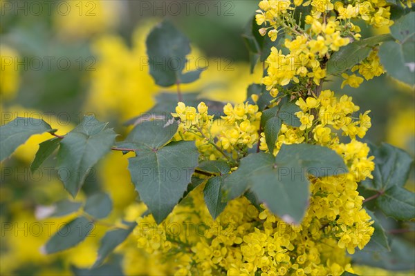 Oregon-grape