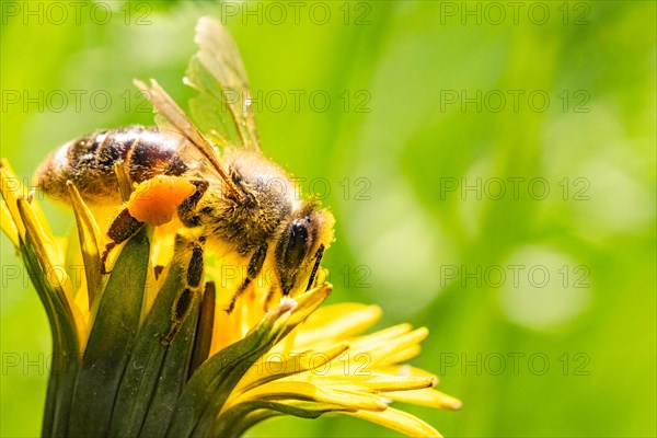 Bee and flower