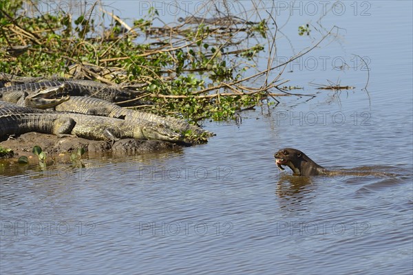 Giant otter