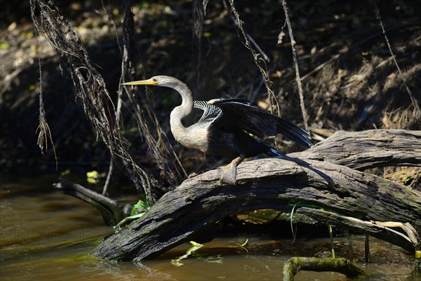 Anhinga