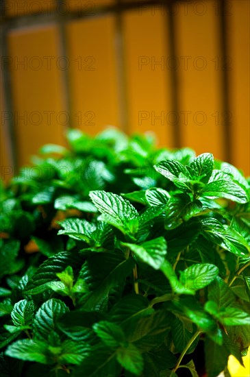 Vibrant green fresh mint plant closeup macro