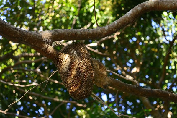 Nest of wild bees in a branch fork