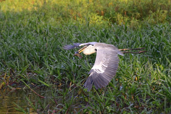 Flying cocoi heron