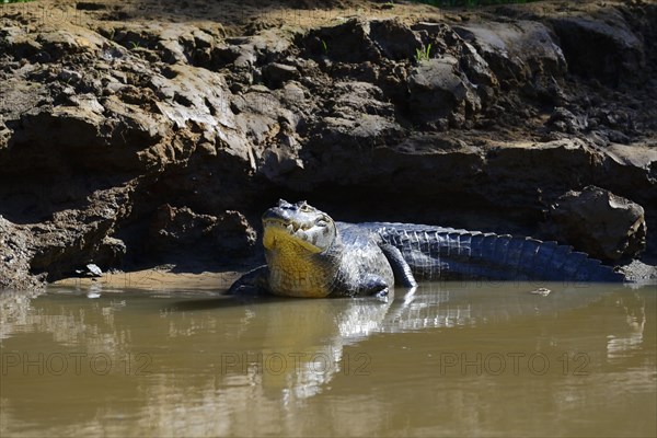 Resting yacare caiman