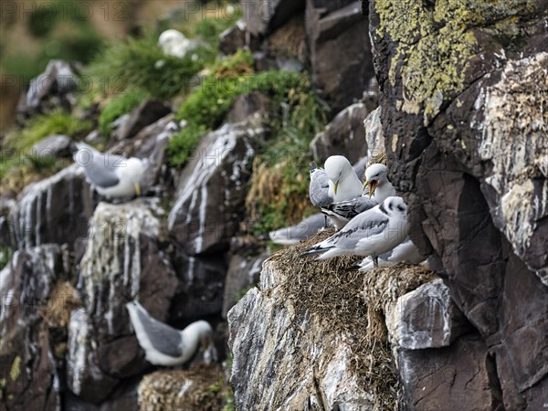 Kittiwakes