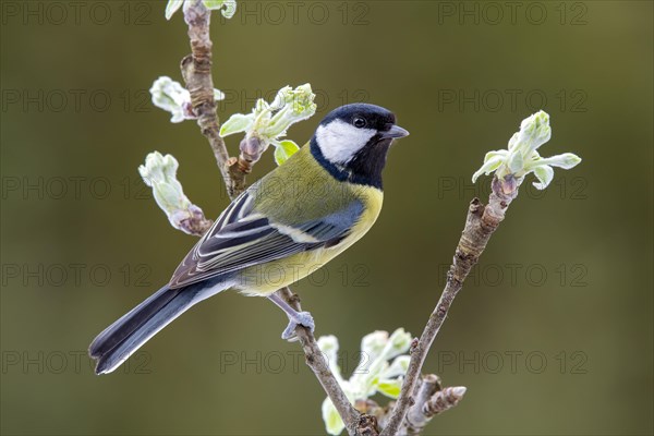 Great tit