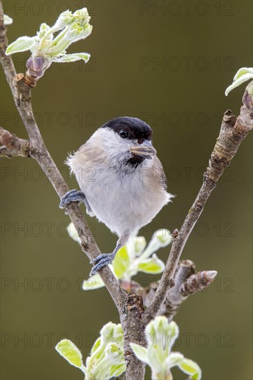 Marsh tit