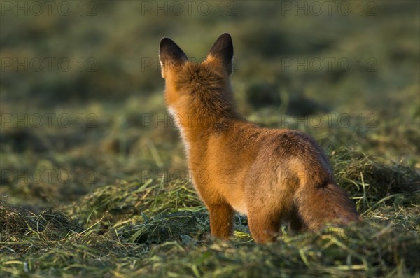 Red fox