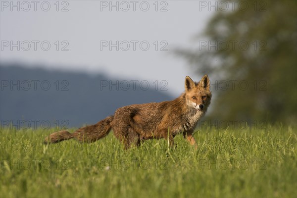 Red fox