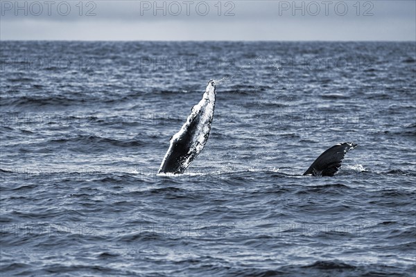 Two pectoral fins