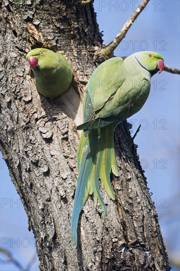 Rose-ringed parakeets