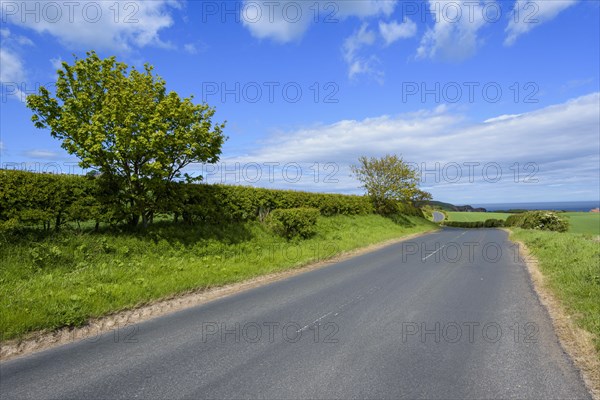 Countryroad in spring