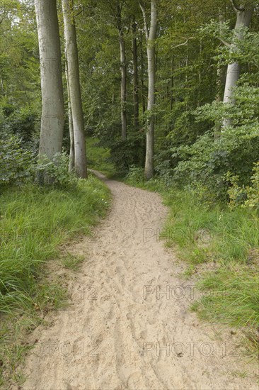 Forest path