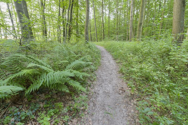 Forest path