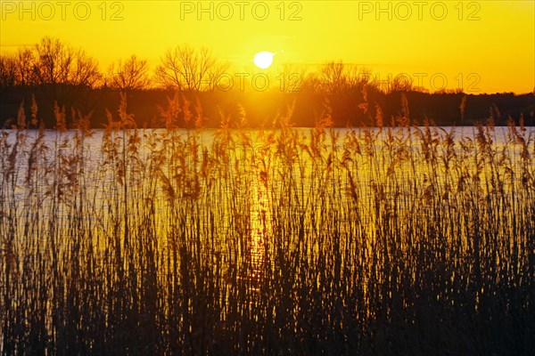 Reed and setting sun at Gartow Lake