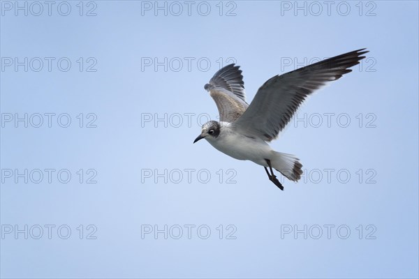 Gull-billed tern