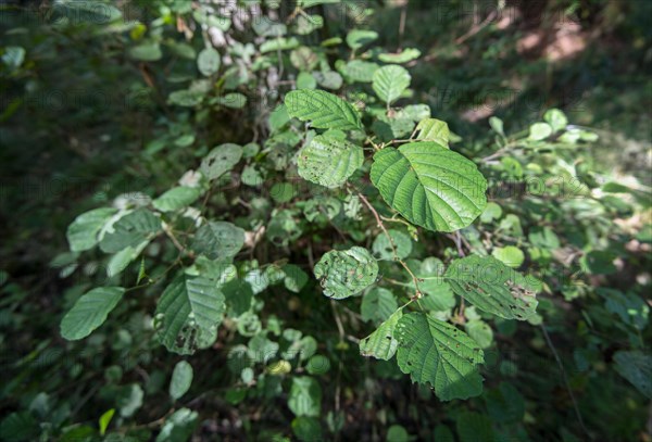 Black alder