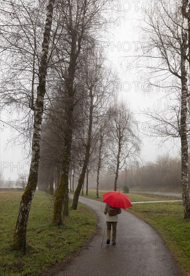 Woman with a red umbrella walking along a birch avenue