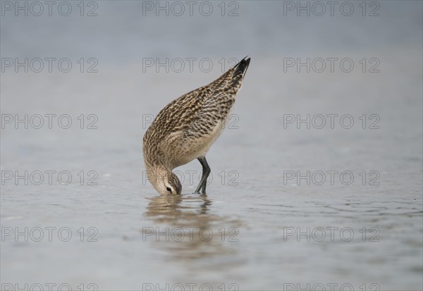 Bar-tailed godwit