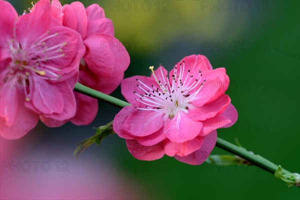 Japanese Ornamental Peach