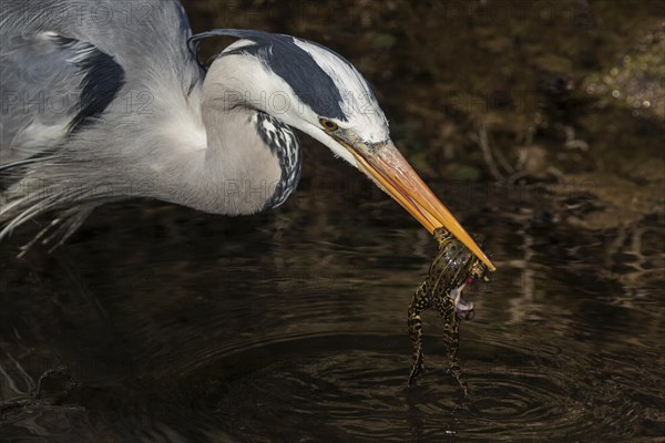 Grey heron