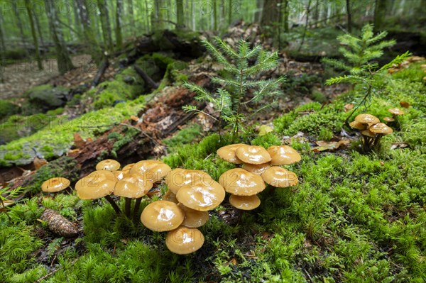 Fungi and young european silver firs