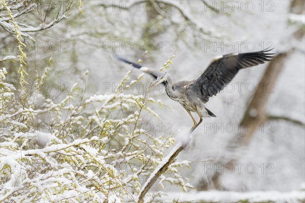 Grey heron