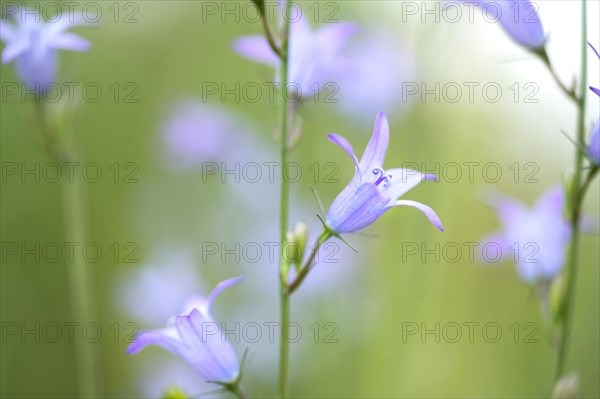 Rampion bellflower