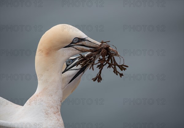 Northern gannet