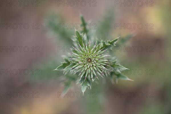 Musk thistle