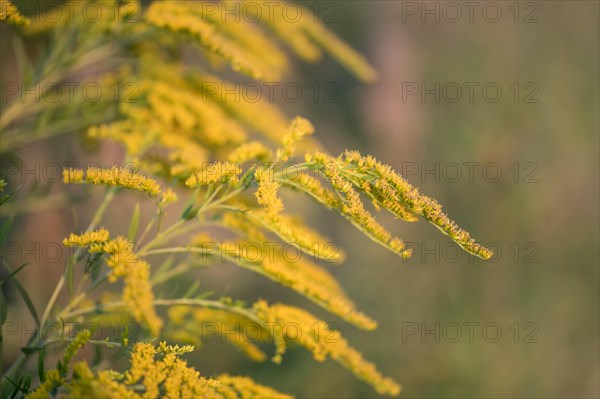 Canada goldenrod