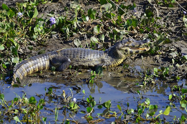 Resting yacare caiman