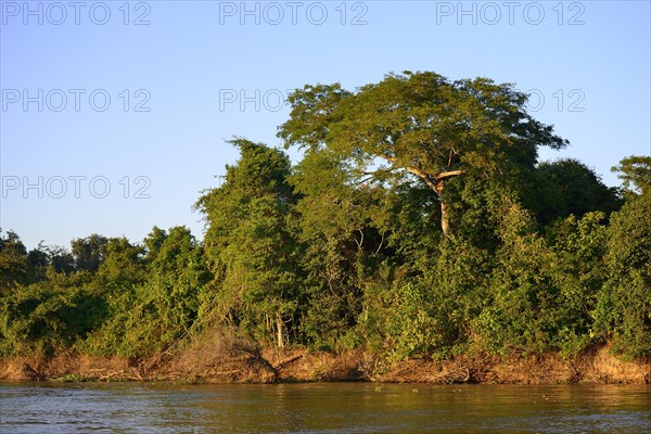 Jungle on the banks of the Rio Sao Lourenco